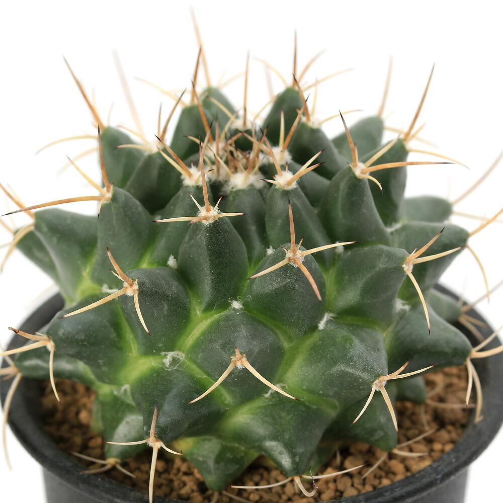 楽天市場】◇ マミラリア ◇ ブカレンシス サボテン ◇3寸ポット