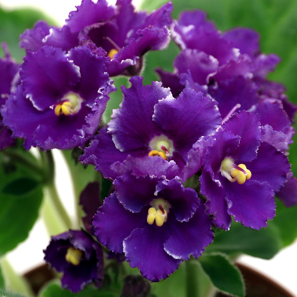 楽天市場】【ふるさと納税】産地直送 セントポーリア5鉢セット