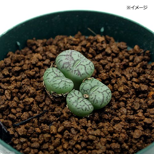 コノフィツムウイッテベルゲンゼ(小島3)