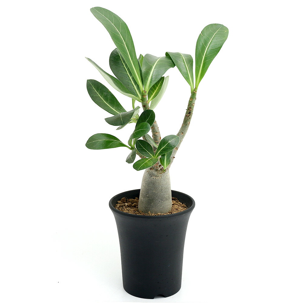 楽天市場】コーデックス アデニウム アラビカム 太幹タコ足 5号鉢