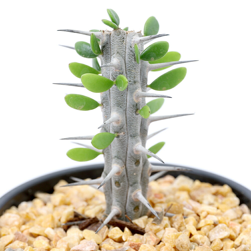 楽天市場】希少植物 アローディア プロセア3枝 4号サイズの鉢植えで高