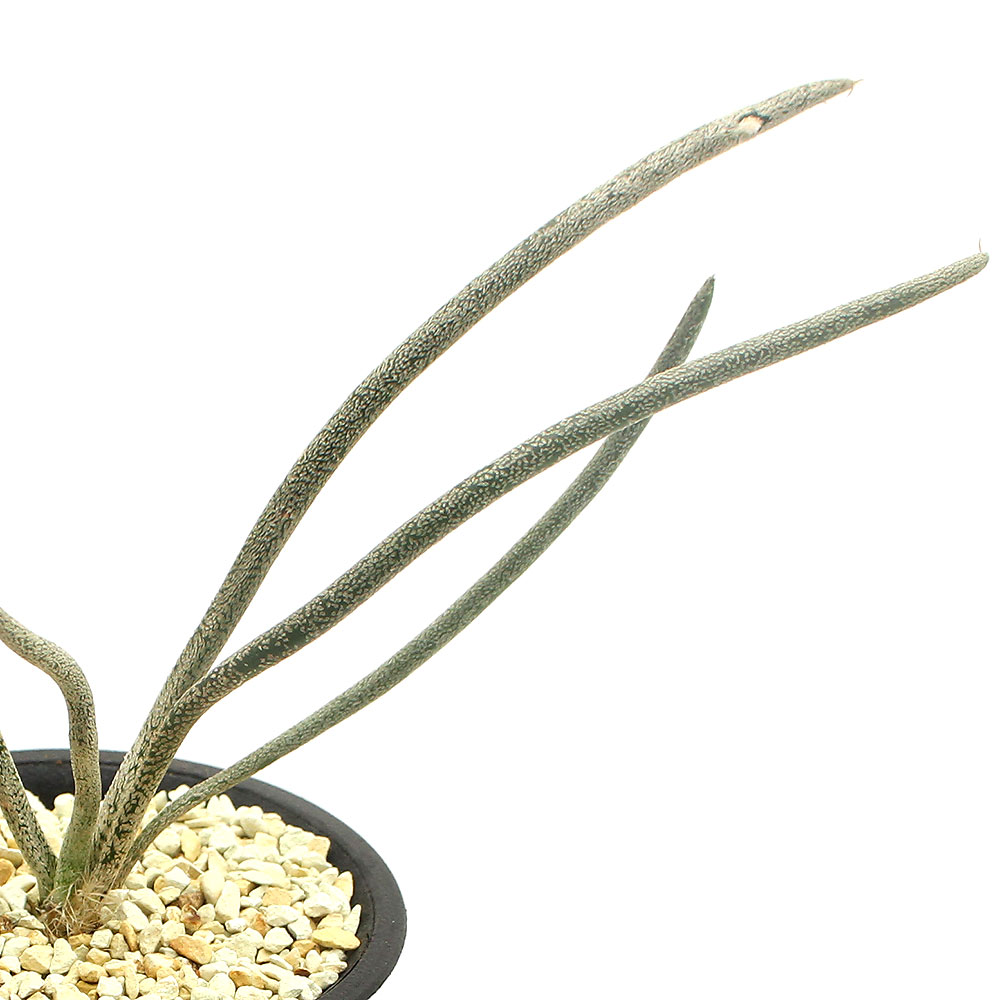 （多肉植物）サボテン　アストロフィツム　カプトメデューサ　３号（１鉢）
