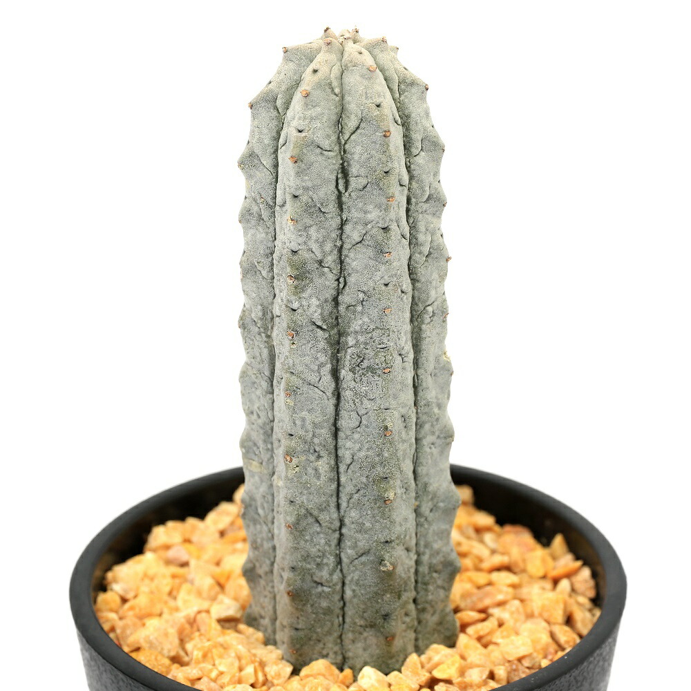 楽天市場】多肉植物 ユーフォルビア アブデルクリ 3.5号 個体D レア