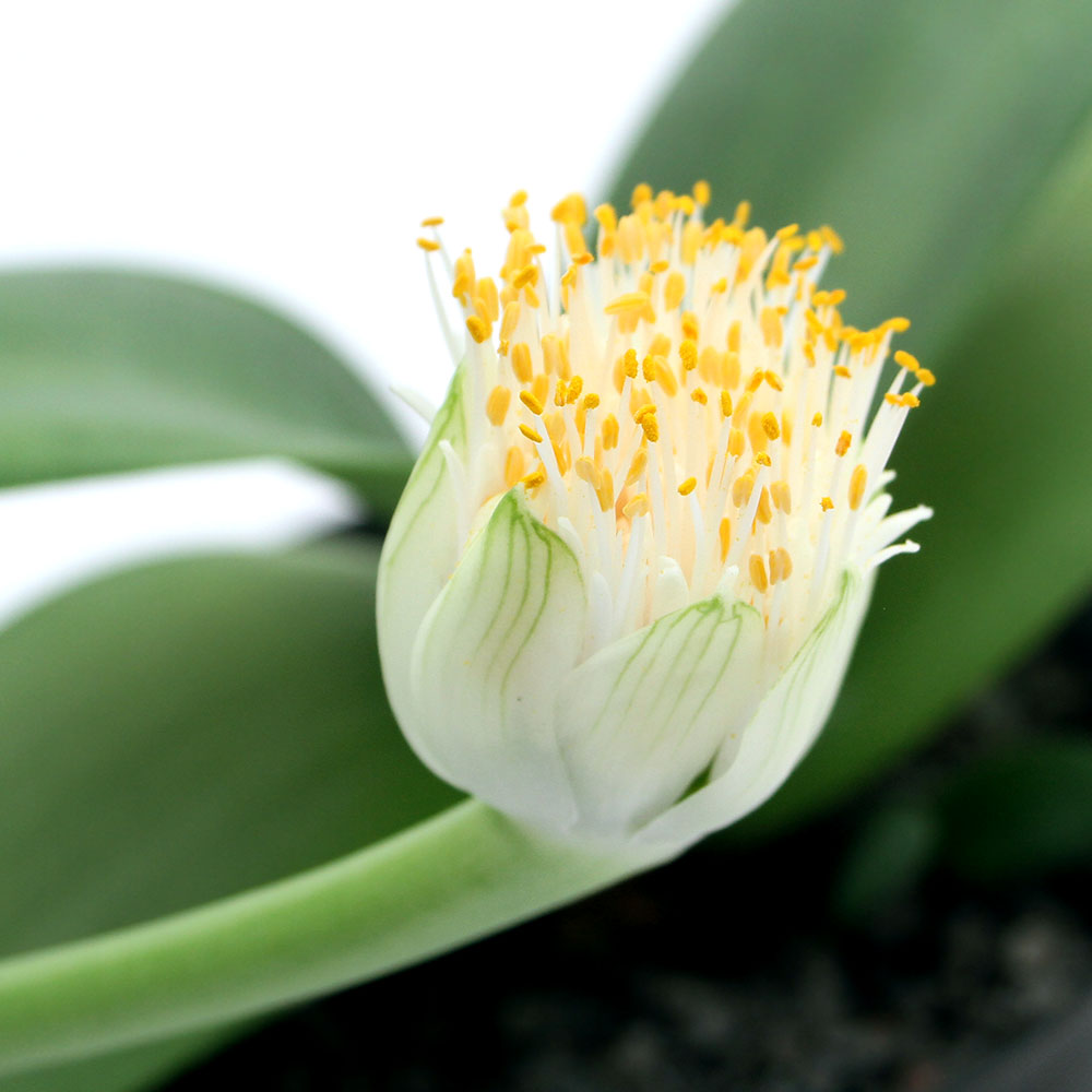 ハエマンサス 斑入り ハエマンサス ピンク花斑入り マユハケオモト☆多肉植物