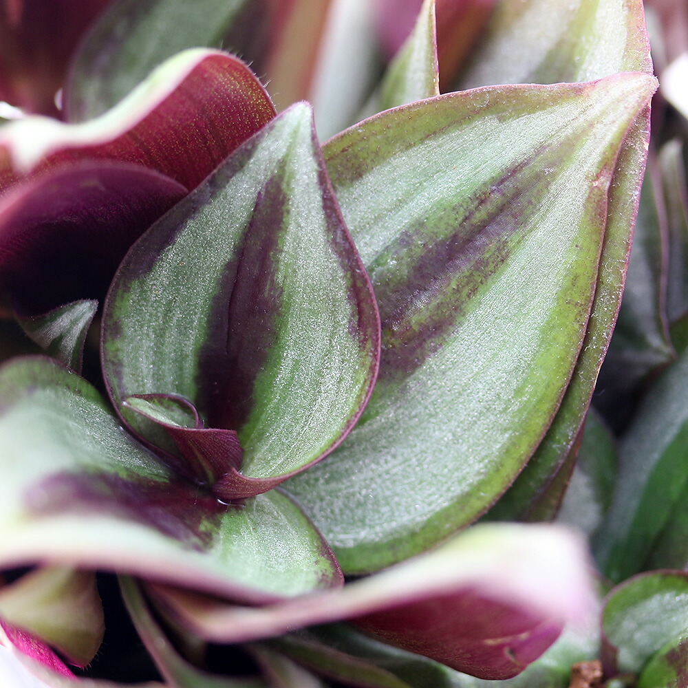 楽天市場】おしゃれ 観葉植物：トラディスカンチア セブリナ*5号 吊り