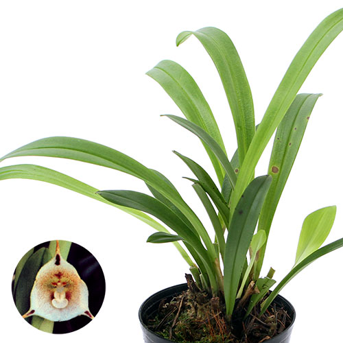 （観葉植物）洋ラン　モンキーオーキッド　ドラクラ　イナエクアリス　２．５～３号（１ポット） 6,323円
