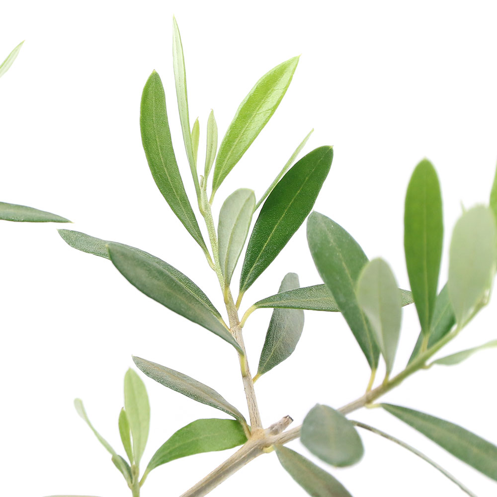 （観葉植物）果樹苗　オリーブの木　エルグレコ　５～６号（１鉢）　家庭菜園