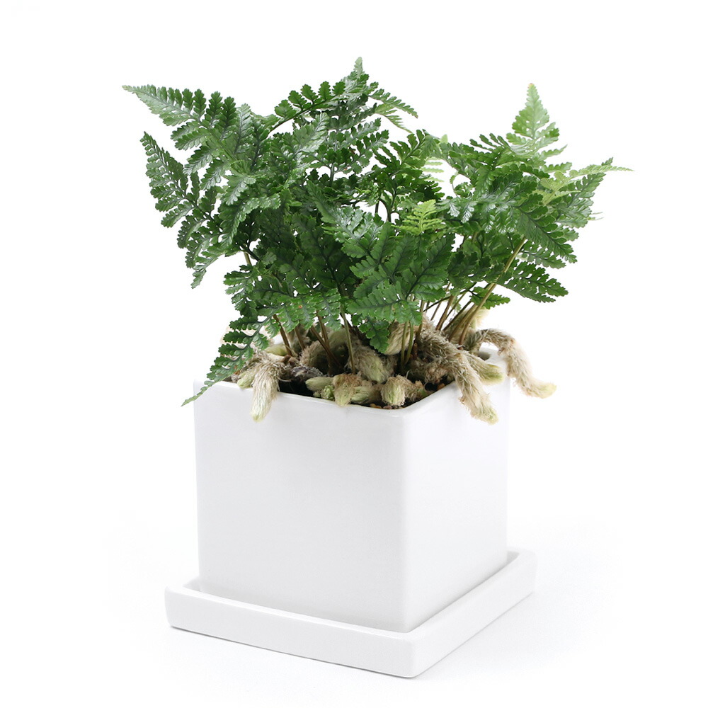 楽天市場】綴化トキワシノブ 3.5号鉢 石化 古典植物 シダ植物 山