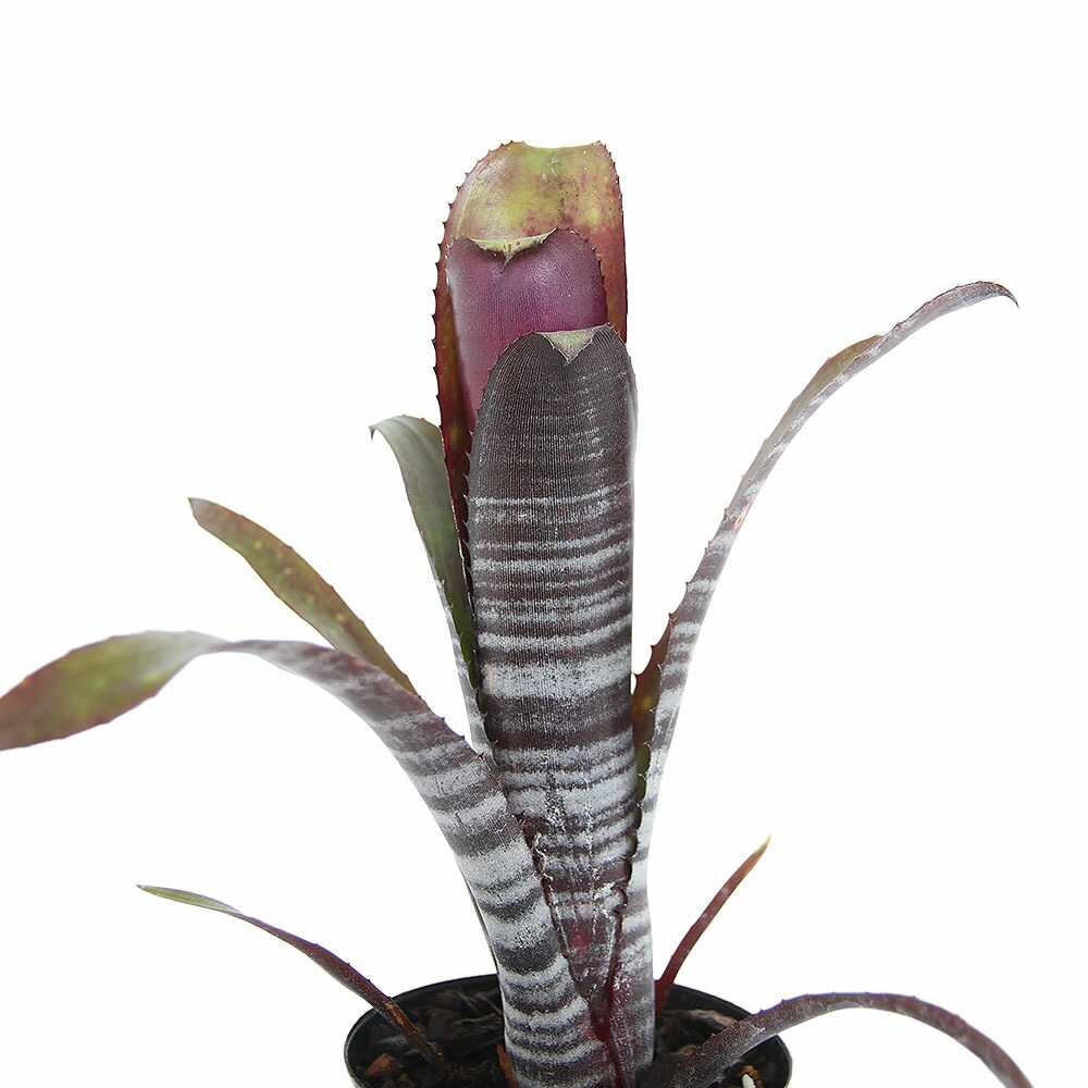 楽天市場】ビルベルギア スターダスト 5号鉢 ブロメリア 観葉