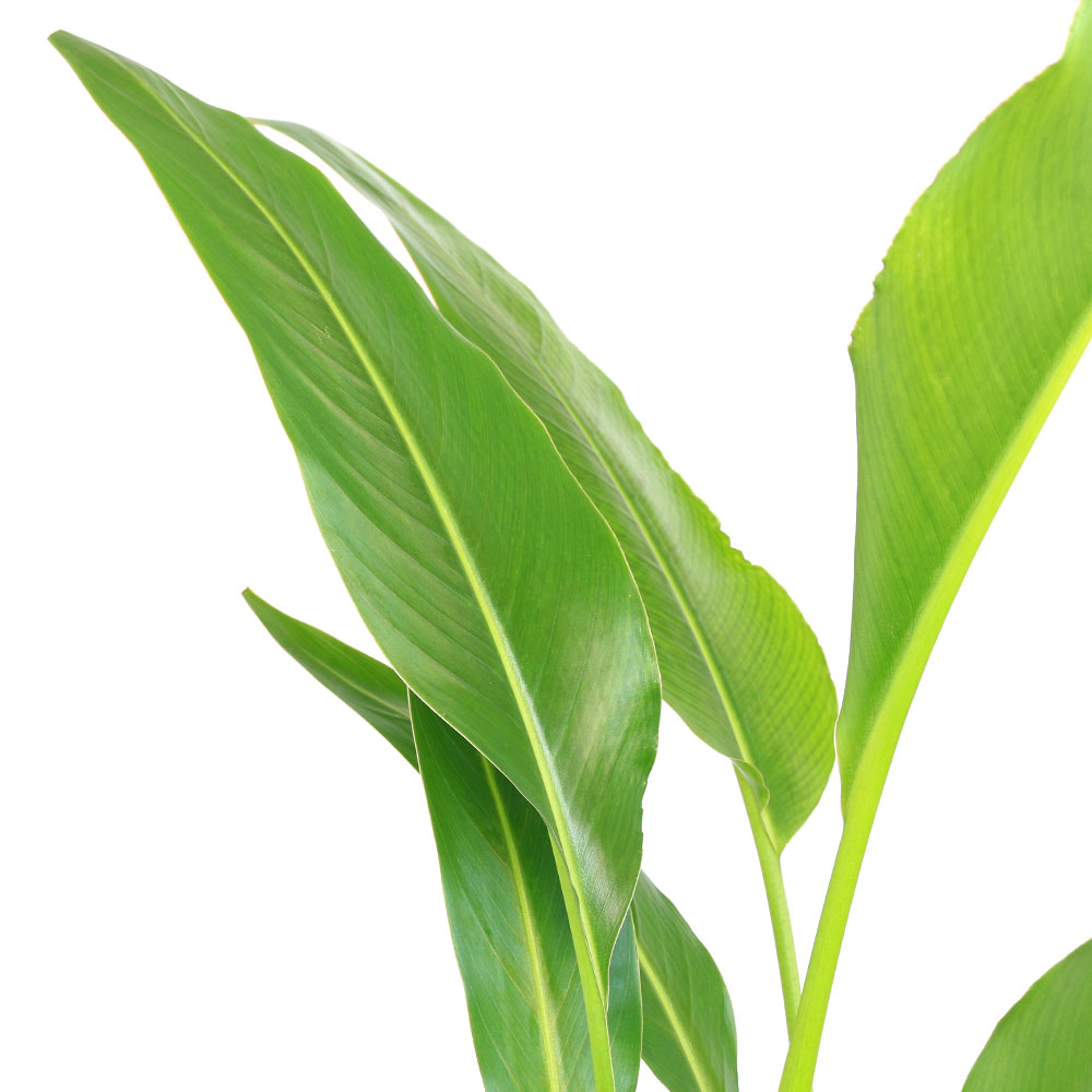 楽天市場】観葉植物：タビビトノキ*8号プラポット旅人の木 オオギ