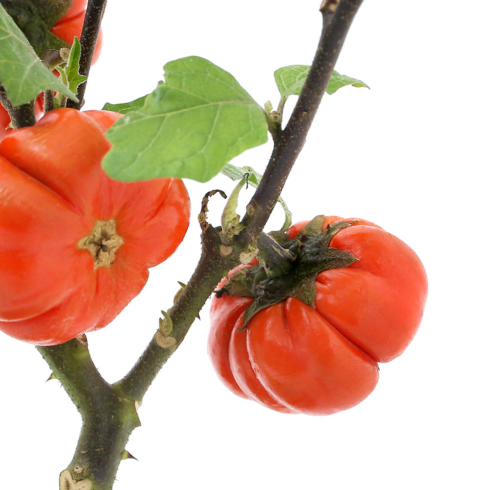 ヘリアンフォラ3点セット みょん 楽天市場】食虫植物 ヘリアンフォラ ミノール交配 ミノールhyb 3号鉢