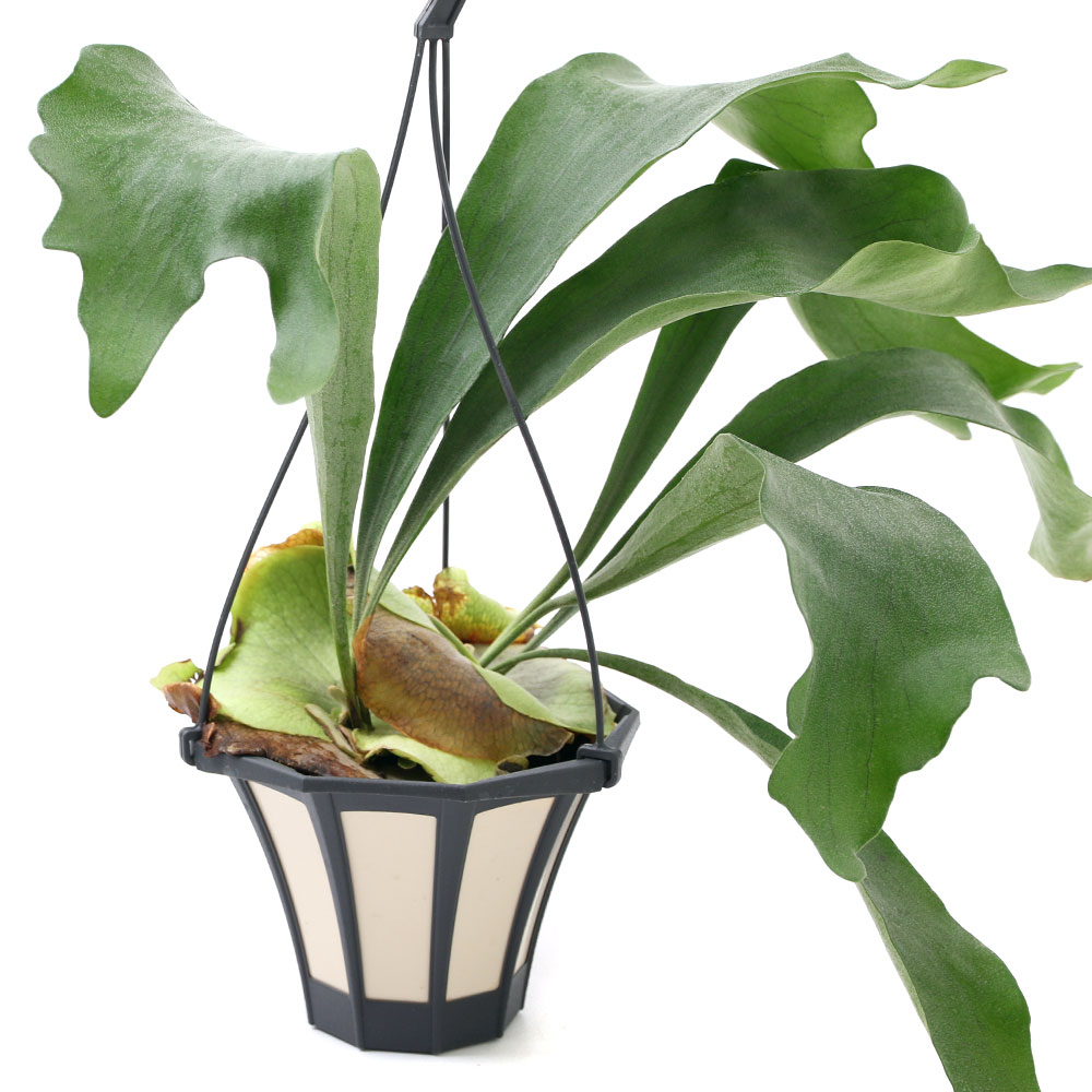 楽天市場】【観葉植物】コウモリラン ビカクシダ ビフルカツム 4