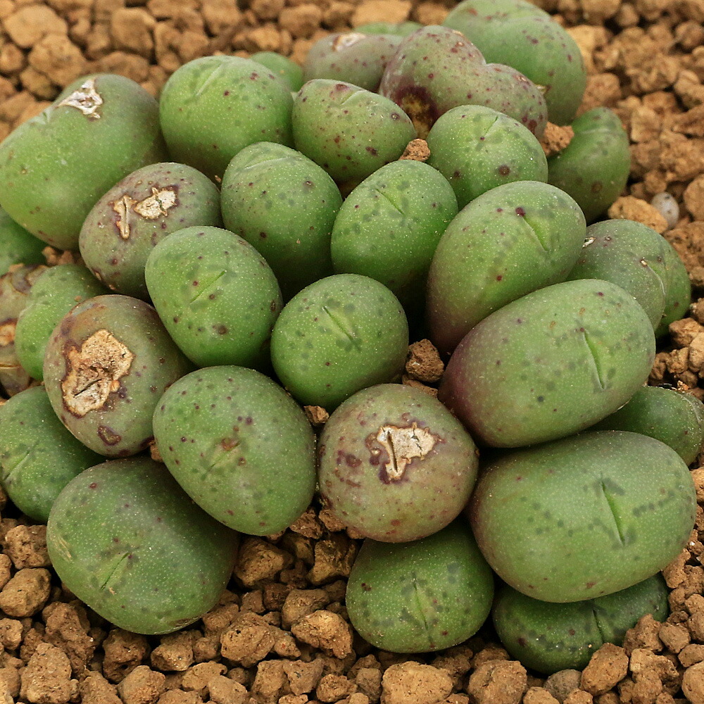 楽天市場】多肉植物 コノフィツム コンカブム 実生 2.5号鉢 観葉