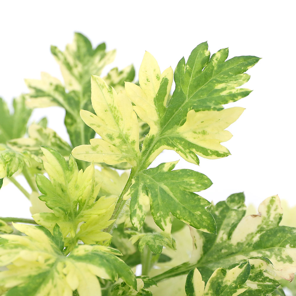 楽天市場】【単品 / 3個セット】斑入りヨモギアルテミシア ブルガリス3