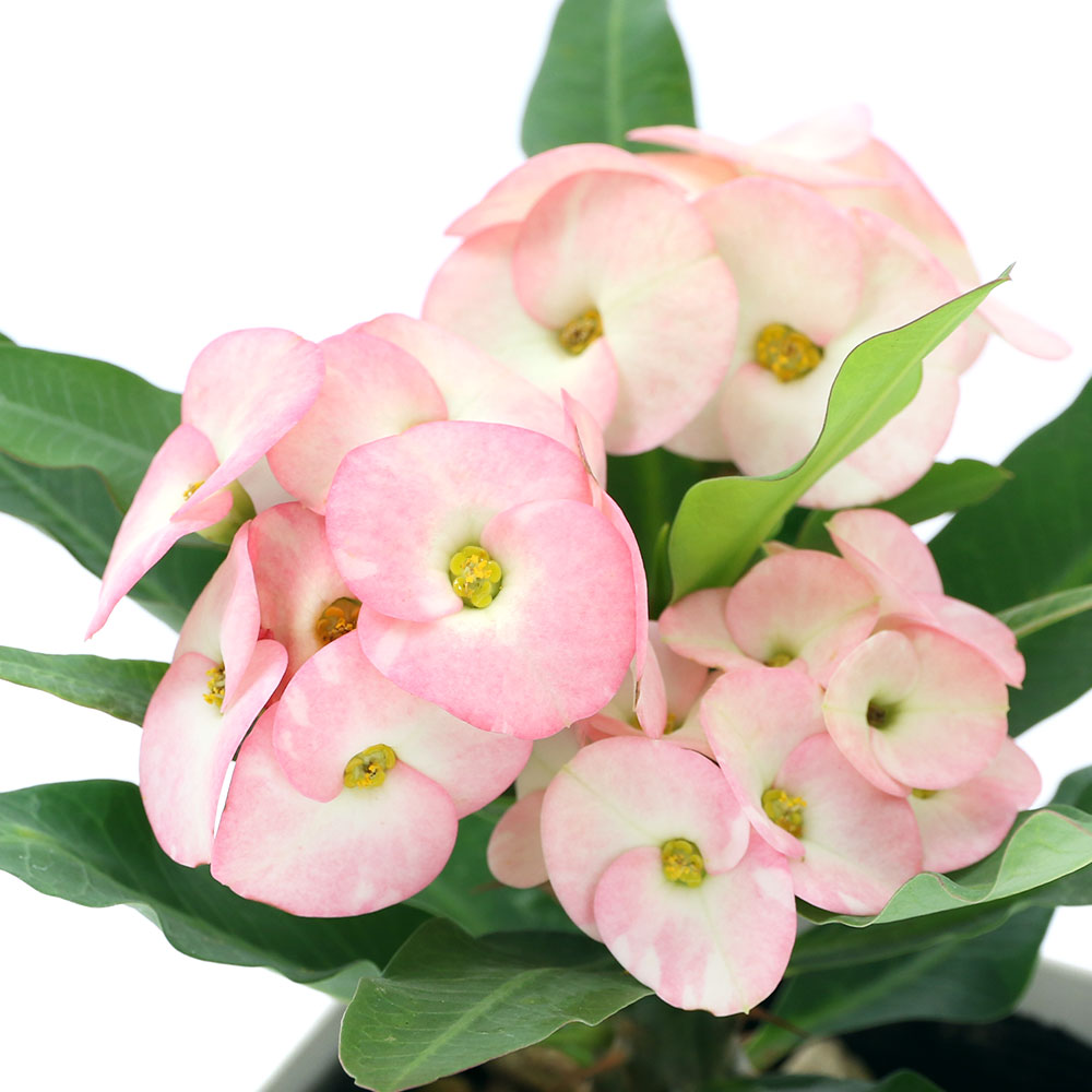 花麒麟　濃いピンク　鉢植え　【親株】 Amazon｜【一起園芸】花麒麟・ハナキリン・陶器鉢08◇多肉植物