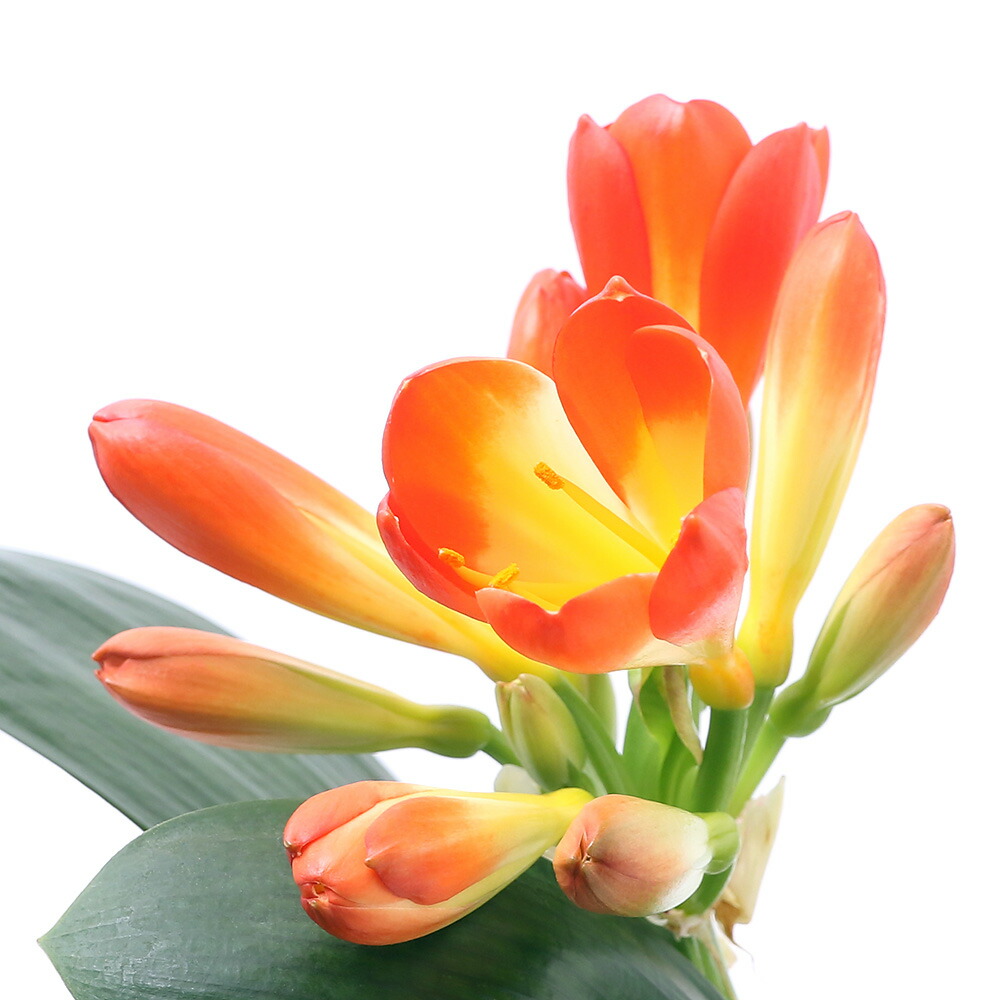 君子蘭　縞中斑入り　５号鉢つき　レア斑❗ 君子蘭 縞中斑入り 5号鉢つき レア斑❗