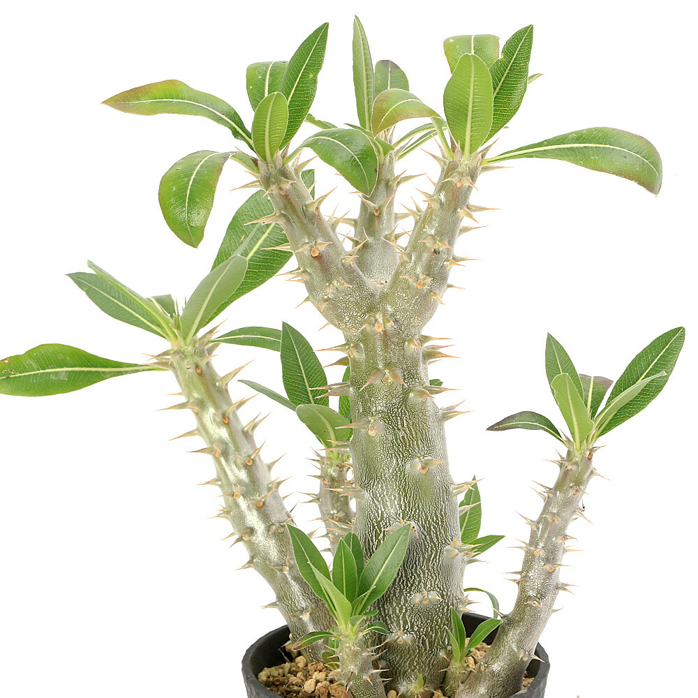 楽天市場】食虫植物 ヘリアンフォラ ミノール交配 ミノールhyb 3号鉢