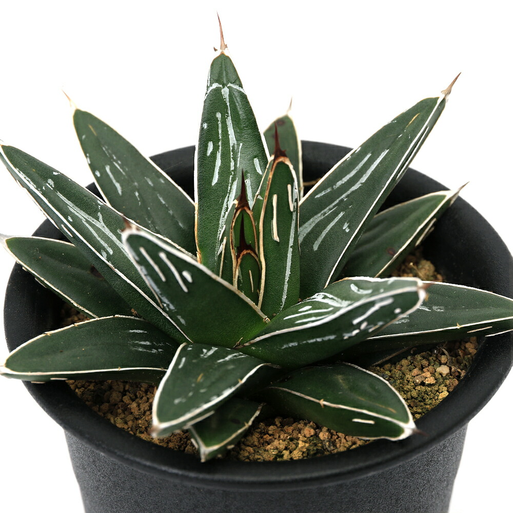 アガベ　王妃笹の雪　4号鉢つき　幹立ち❗ アガベ 王妃笹の雪 4号鉢つき 幹立ち❗