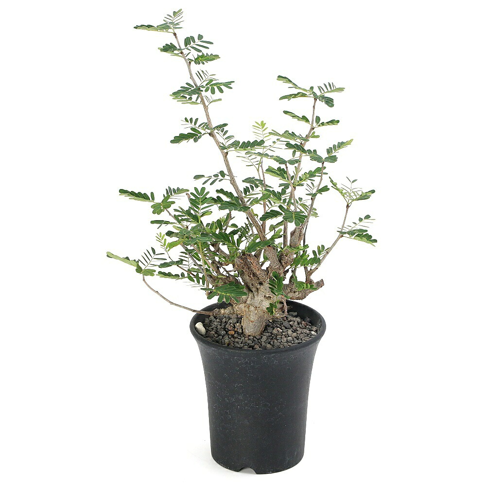 (多肉植物)一点物 センナ メリディオナリス 実生苗 3.5号 No.2(367909)(1鉢)冬季落葉中|charm 3980 店