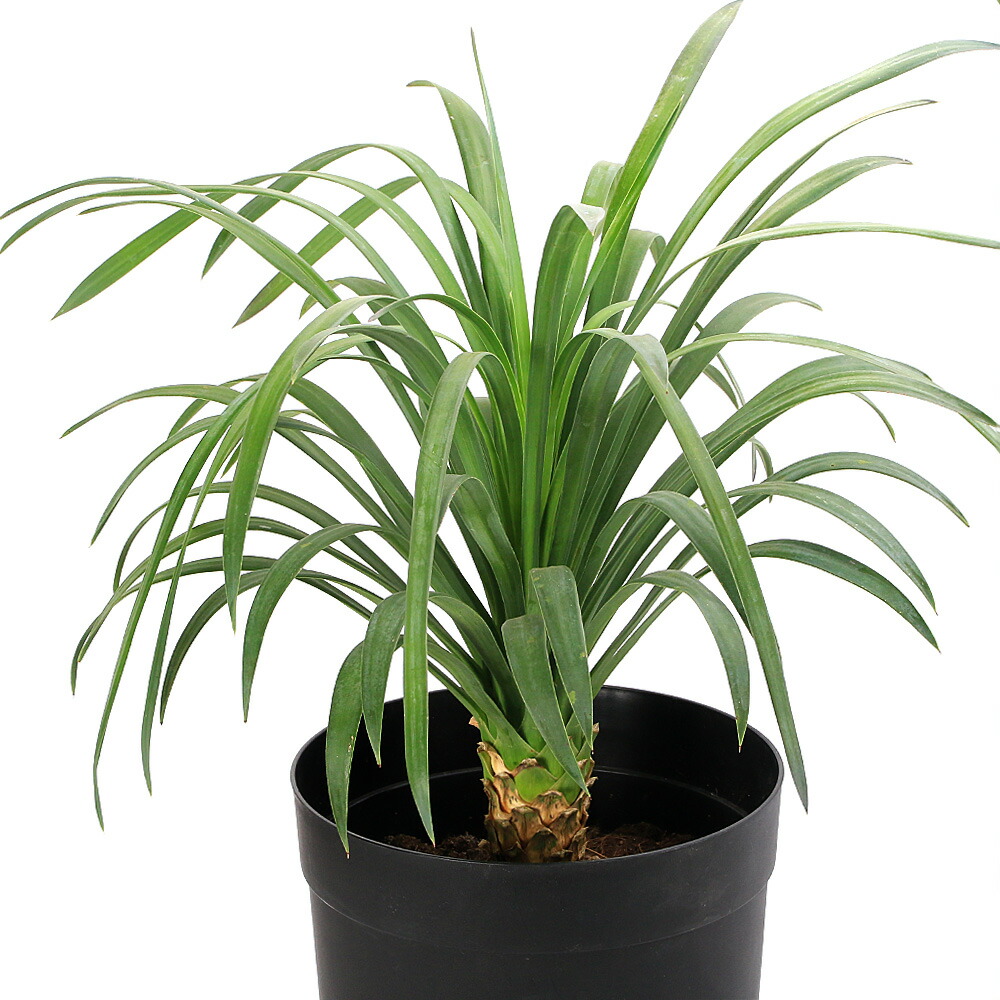 ユッカ 観葉植物 緑色鉢 ユッカ 観葉植物 緑色鉢 - メルカリ