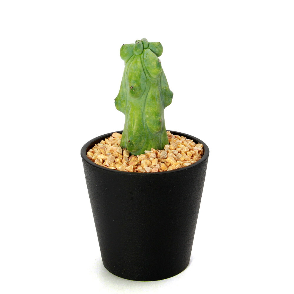 竜神木 実生 9鉢セット 竜神木 実生 9鉢セット 竜神木 実生 9鉢セット