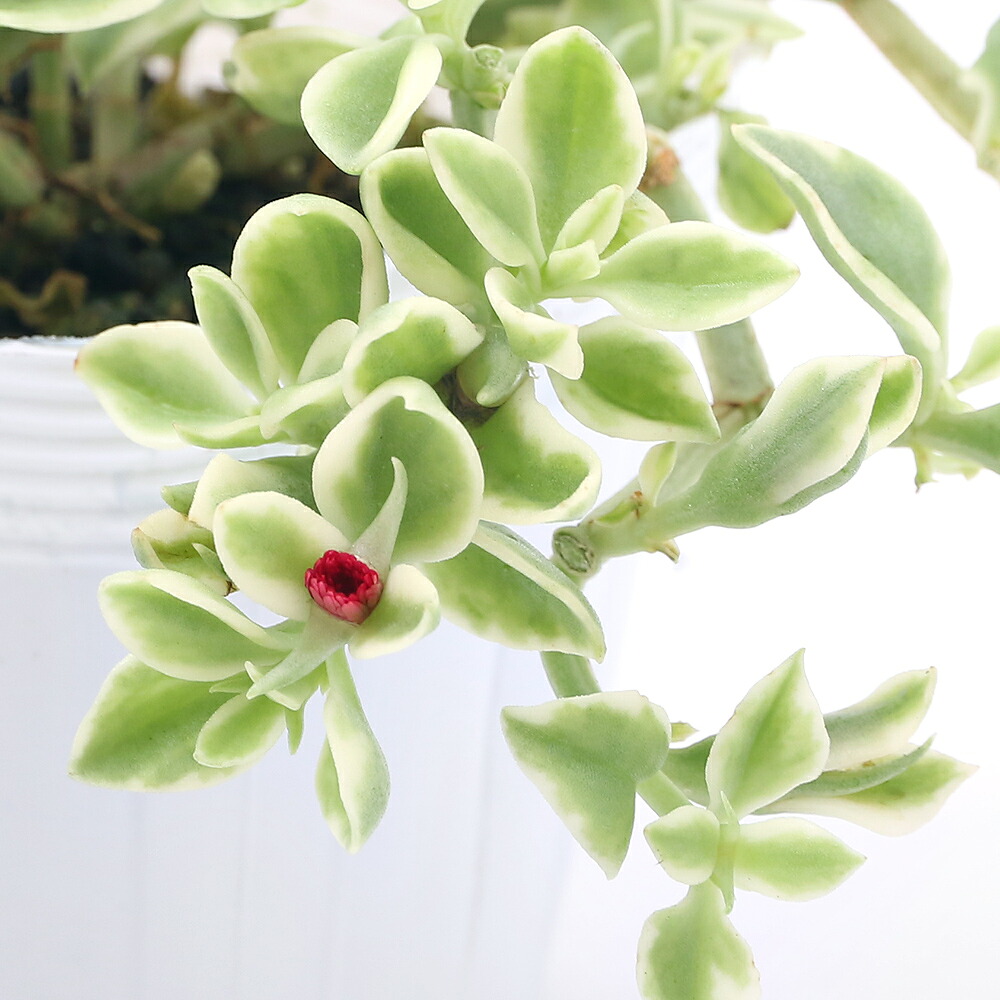 【楽天市場】（観葉植物）ベビーサンローズ 斑入り 2．5～3号（1ポット）：charm 3980 楽天市場店