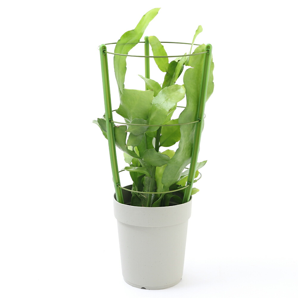 楽天市場】多肉植物 クジャクサボテン PEAX-41 4号鉢 孔雀サボテン