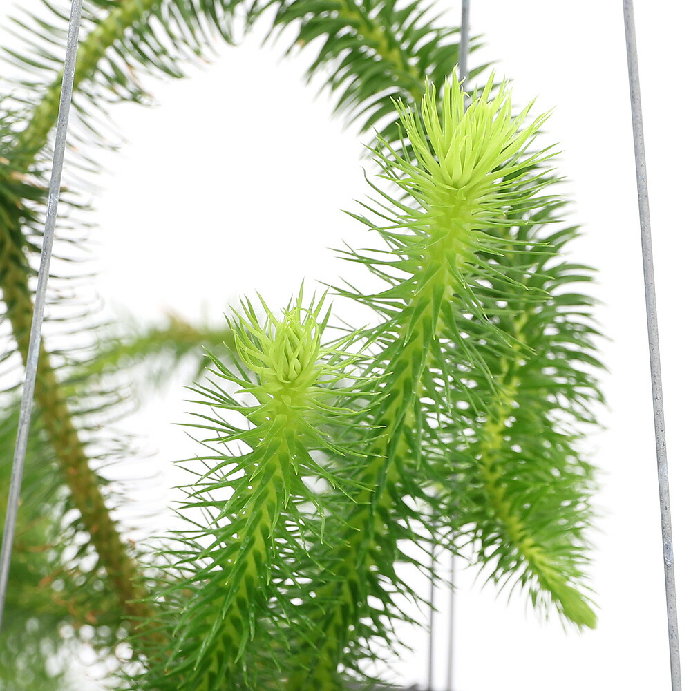 （観葉植物）シダ　リコポディウム　フペルジア　スクアローサ　吊り鉢タイプ　５号（１鉢）｜charm 3980 店