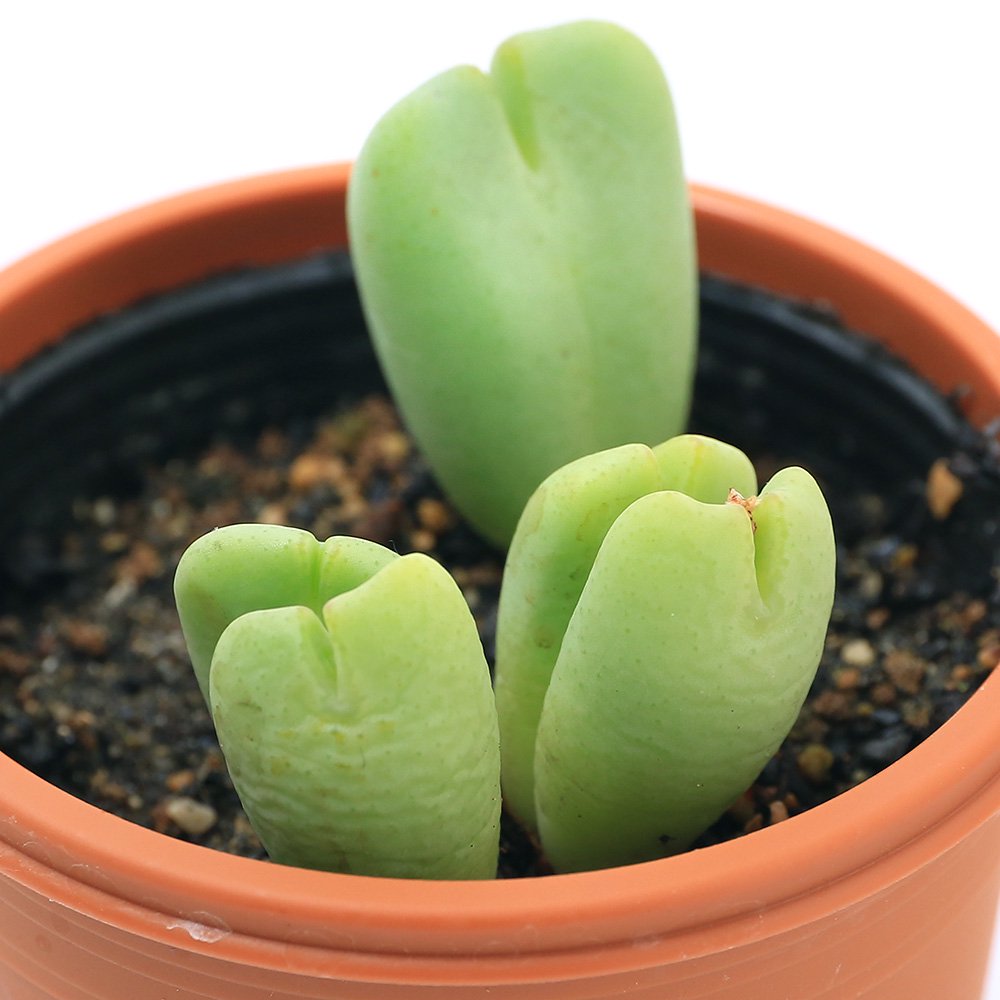 専用❤️速達付き同梱-150円多肉植物　コノフィツム　ステファニー 鉢のまま 多肉植物）コノフィツム ビロブム 2号（1鉢） 取っつき