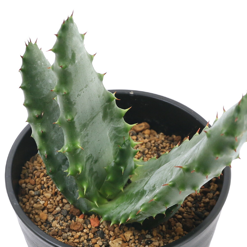 楽天市場】多肉植物 caアロエ ピランシー 多肉植物 4号鉢 アロエ