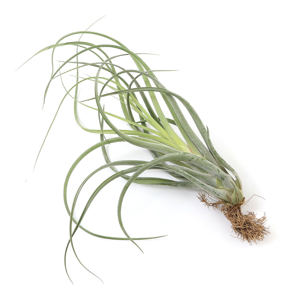 （観葉植物）エアープランツ　チランジア　カプトメドゥーサ×コンコロール（１株）
