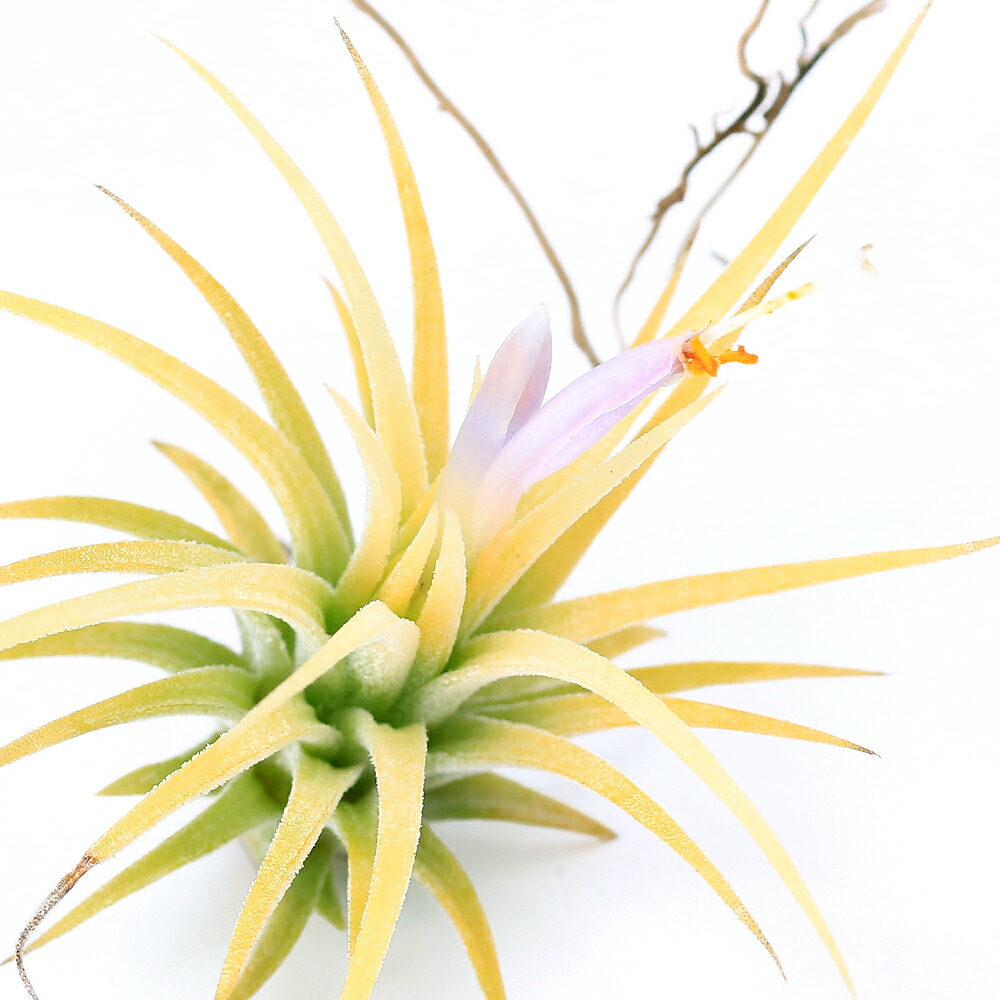 Tillandsia チランジア　4種類　18株セット（イオナンタ　アルビノ等） 楽天市場】おしゃれ 観葉植物：チランジア イオナンタ アルビノ*エアー