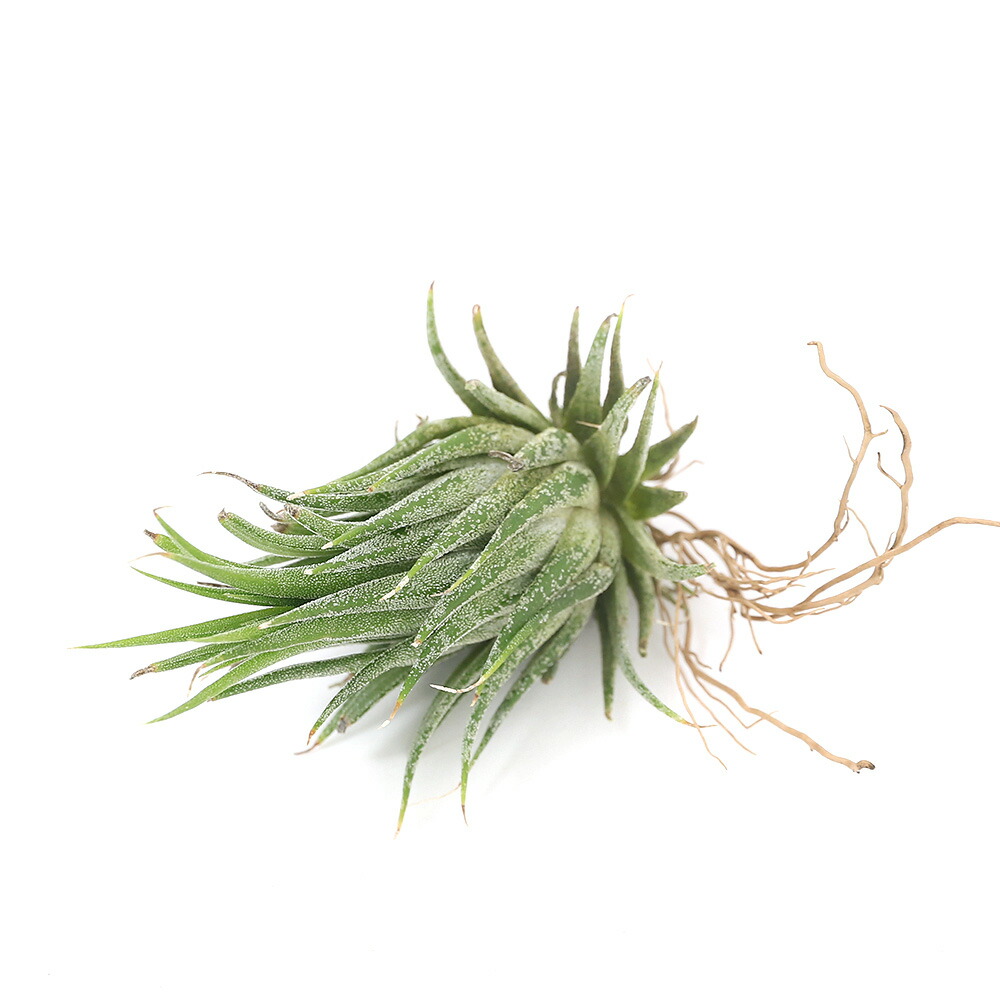 （観葉植物）エアープランツ　チランジア　イオナンタ　ヘーゼルナッツ（１株）