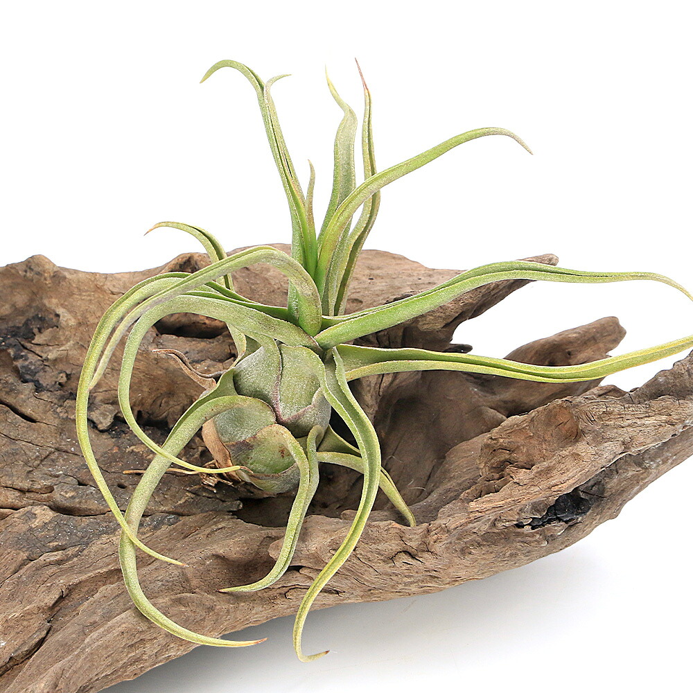 (観葉植物)エアープランツ チランジア ショータイム(1株)|charm 3980 店