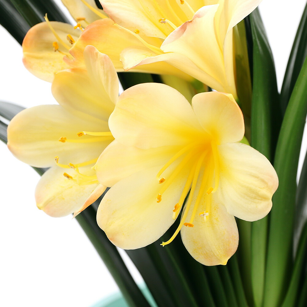 楽天市場】（花終わり）黄花クンシラン(君子蘭) 細葉タイプ 6号鉢植え