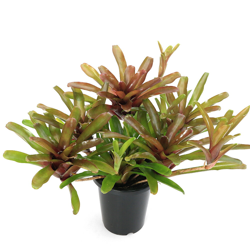 （観葉植物）ブロメリア　ネオレゲリア　リオ　オブ　リオ　５号（１鉢）