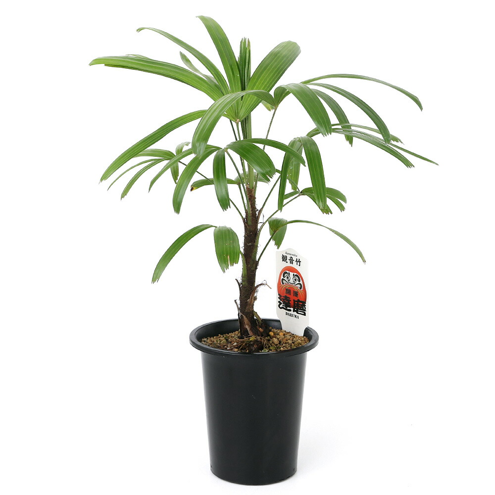 楽天市場】観葉植物 斑入り 観音竹 綾錦 カンノンチク 4号鉢 観葉植物