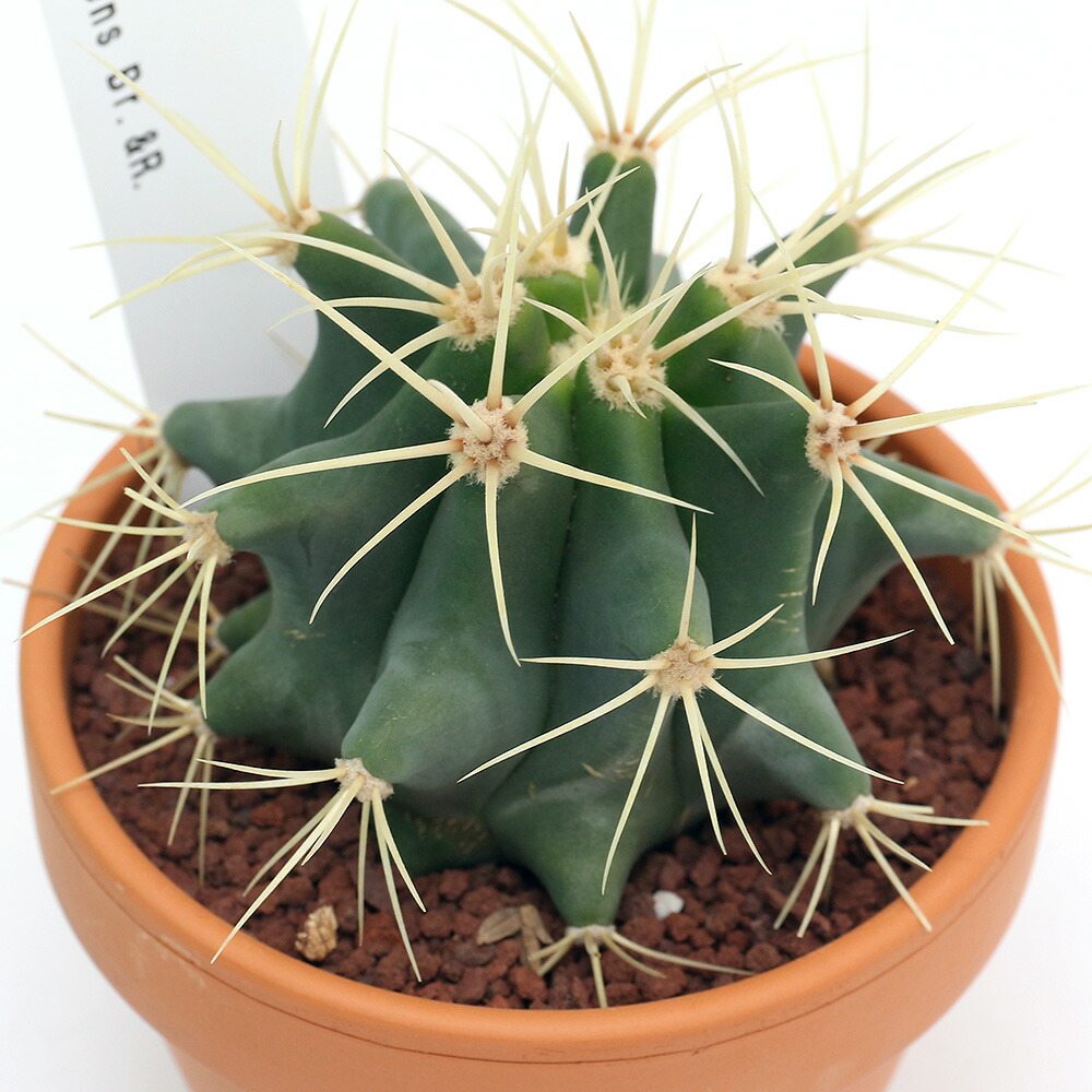 楽天市場】PLANCHU サボテン フェロカクタス 刺無王冠竜 とげなし