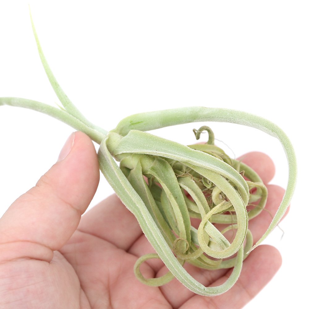 チランジア ドゥラティ ② Amazon｜観葉植物：チランジア エアープランツ ドラティ 現品