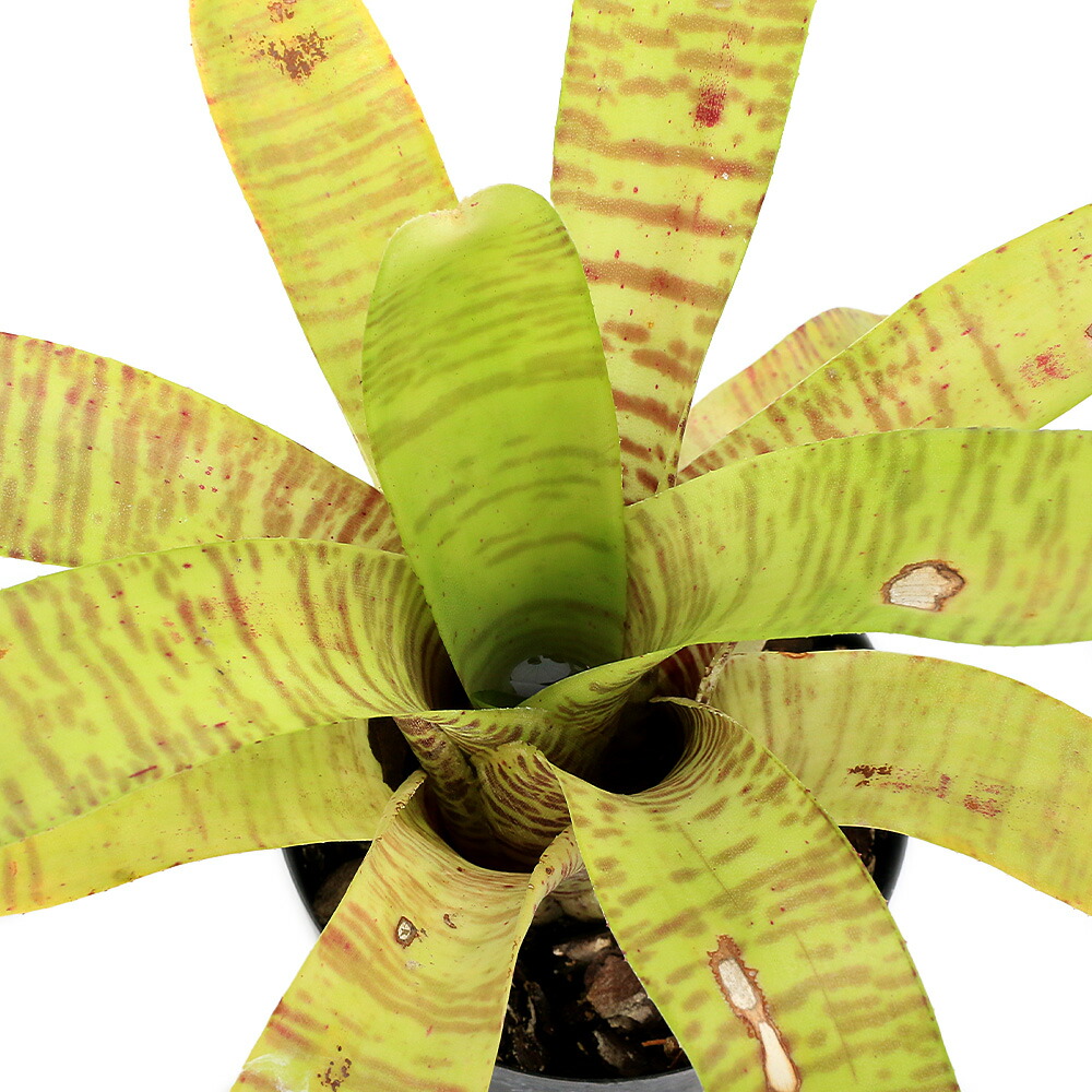 楽天市場】タンクブロメリア ネオレゲリア ホップスコッチ4号 (直径