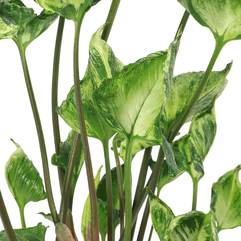 楽天市場】斑入り シンゴニウム シュリンクハート 3〜3.5号ポット苗