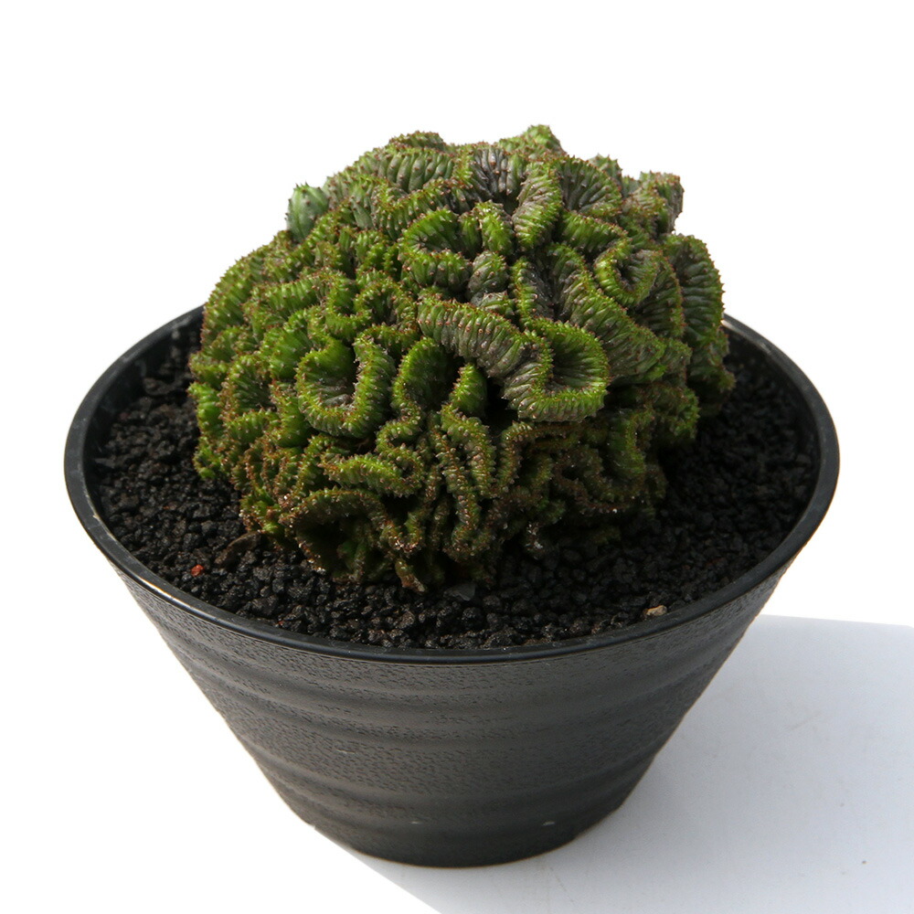 関東当日便お持て成し 花・ガーデン・DIY-観葉植物-花・観葉植物