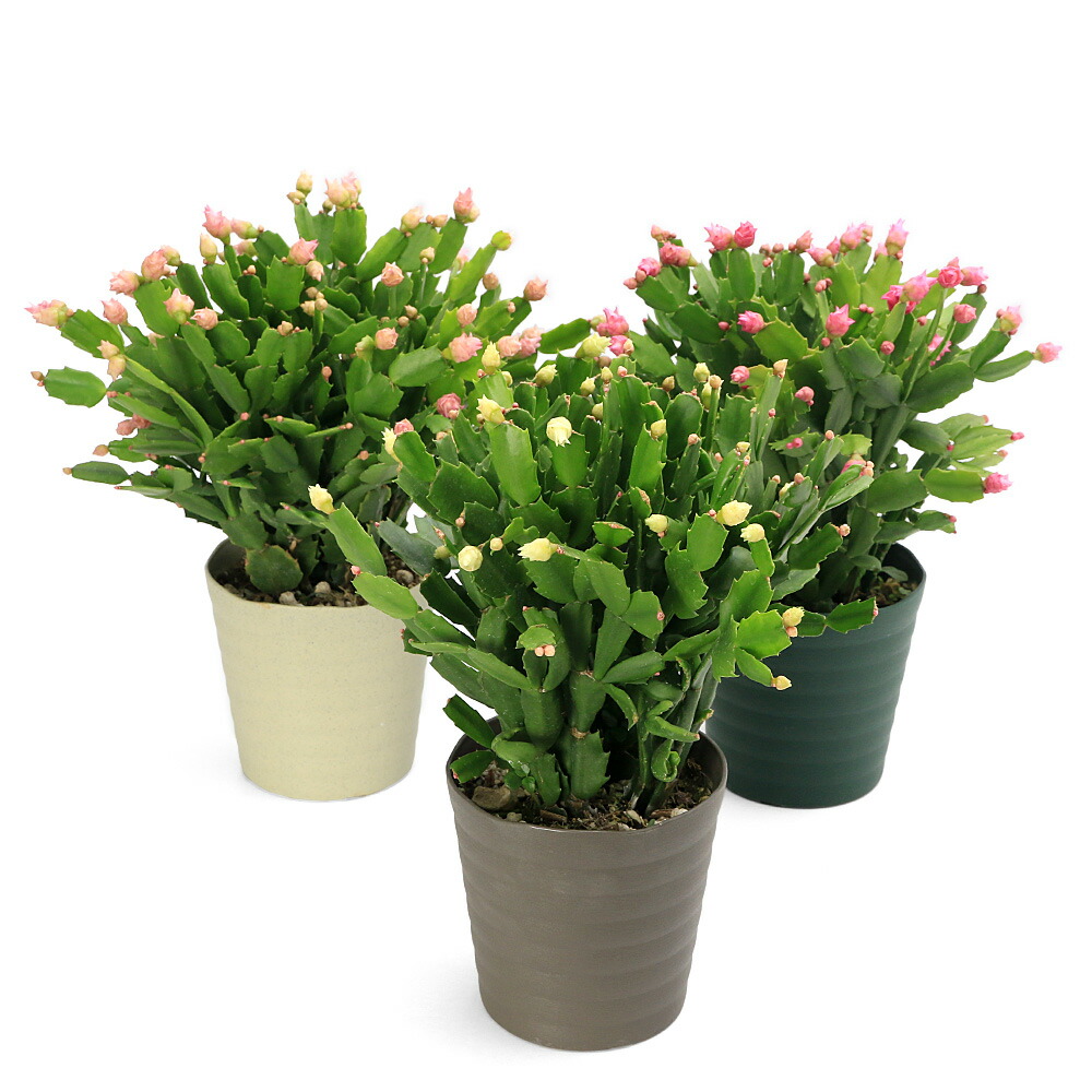 楽天市場】バラ咲き デンマークカクタス ピンクローズ 5号鉢 送料無料