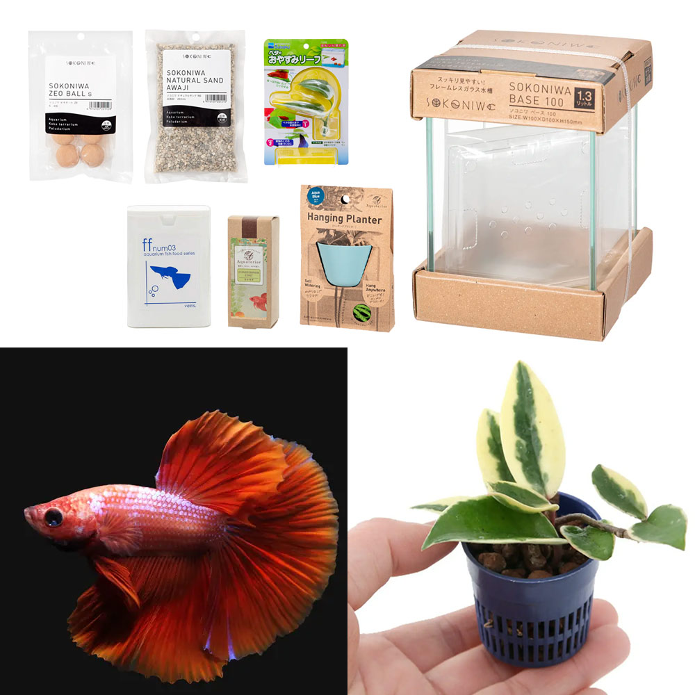 （熱帯魚）（観葉植物）水作　Ａｑｕａｔｅｒｉｏｒ　ミニ寄せ植え・ベタの水景づくりセット（ブルー）　本州・四国限定　アクアリウム　ハイドロプランツ