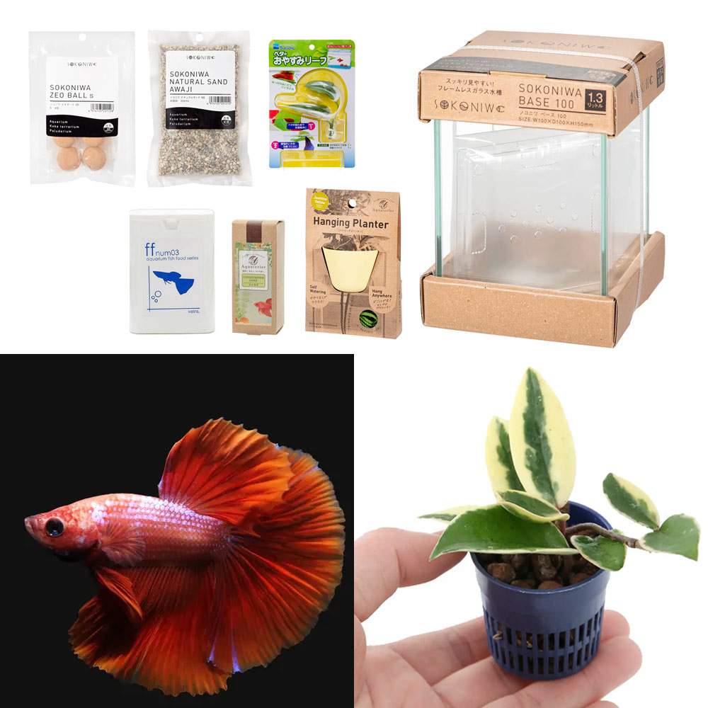 （熱帯魚）（観葉植物）水作　Ａｑｕａｔｅｒｉｏｒ　ミニ寄せ植え・ベタの水景づくりセット（イエロー）　本州・四国限定　アクアリウム　ハイドロプランツ