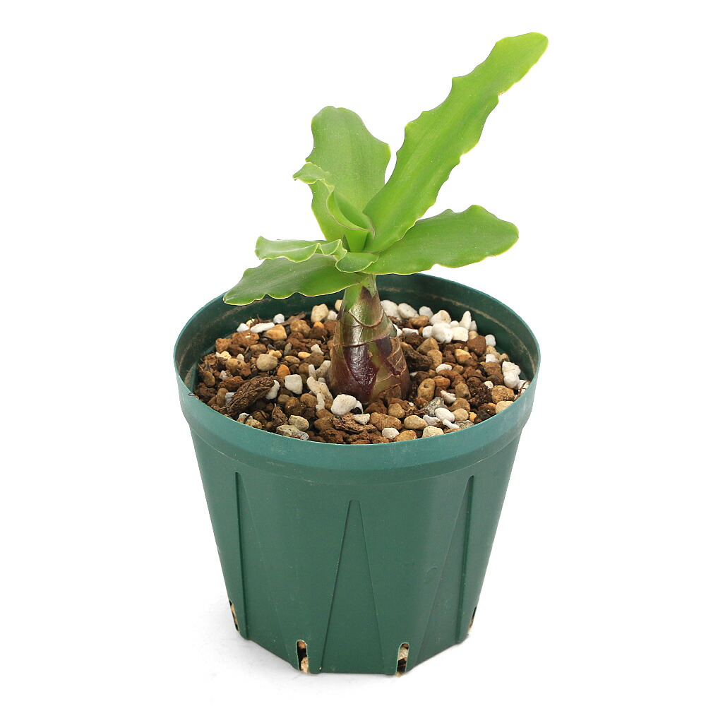 （多肉植物）レデボウリア　コンカラー　３号（１鉢）