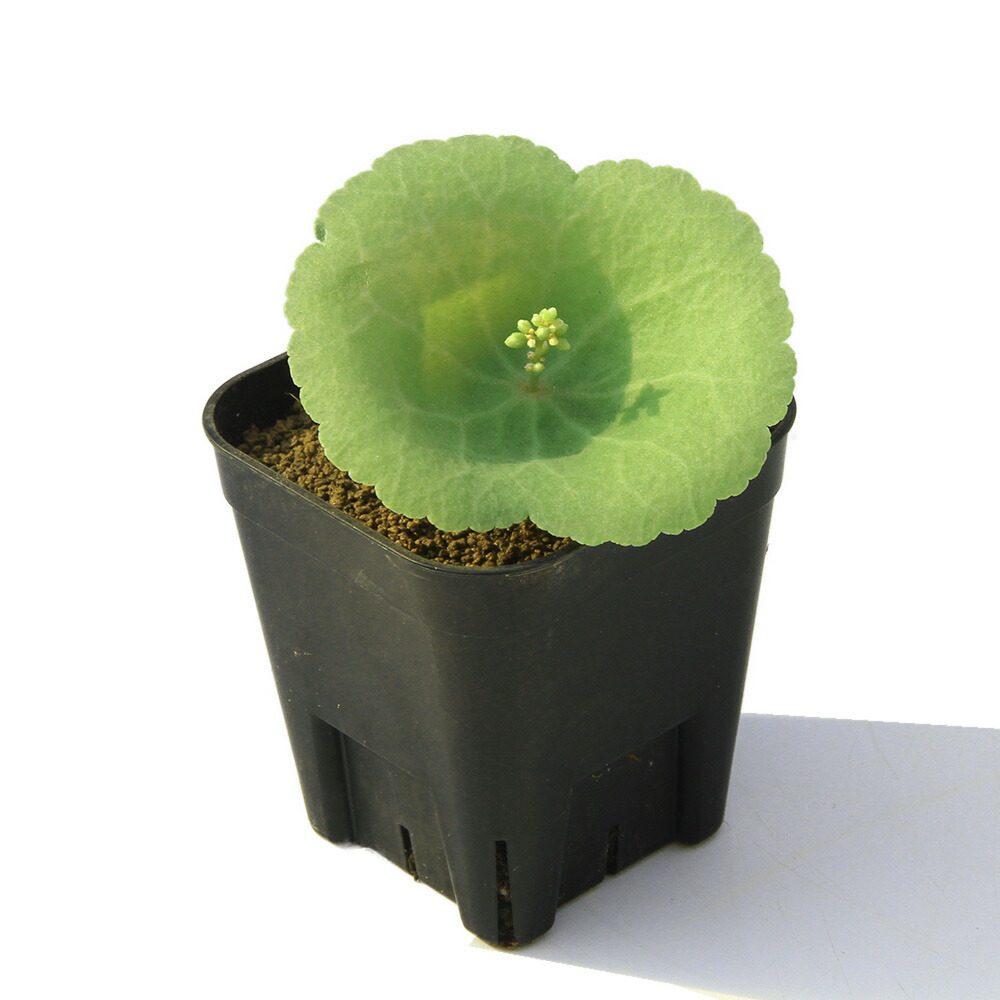 関東当日便お持て成し 花・ガーデン・DIY-観葉植物-花・観葉植物