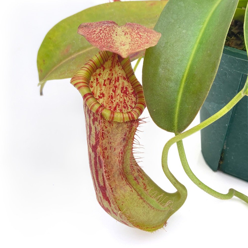 (食虫植物)一点物 ウツボカズラ ネペンテス マコト 4号(1鉢)|charm 3980 店