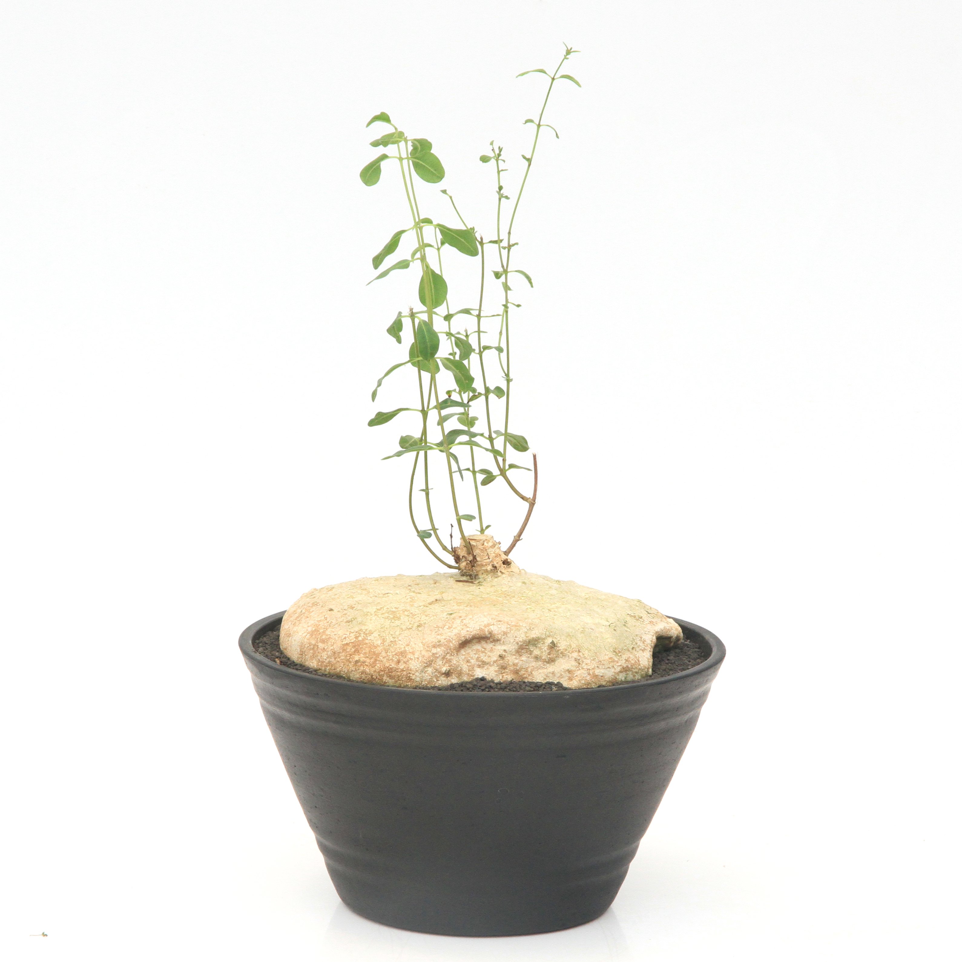 （多肉植物）一点物　ラフィオナクメ ブルケイ　平鉢　２７号（１鉢）　コーデックス｜charm 3980 店
