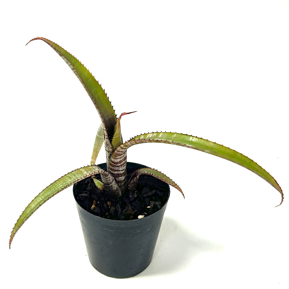 (観葉植物)一点物 エクメア ヌディカウリス シルバーストリーク 3号(1鉢)|charm 3980 店
